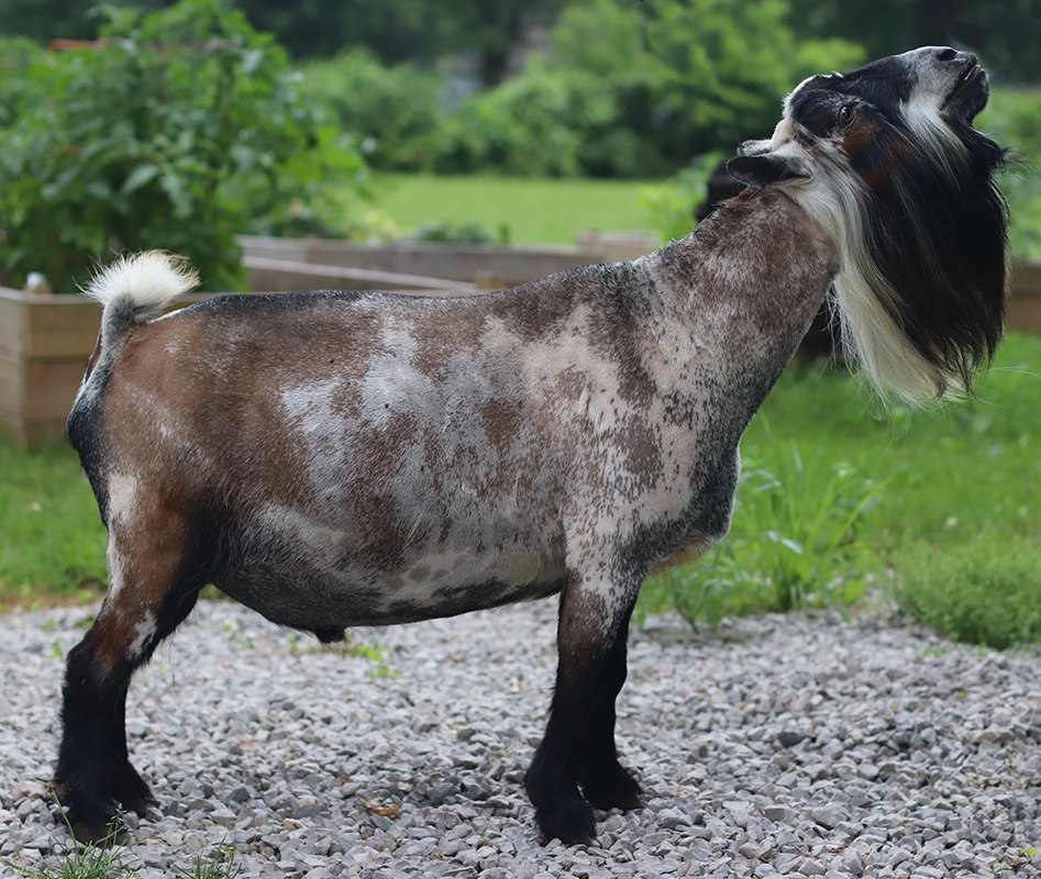 Hilltown Meadows VarsityCapt'n